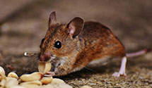 24 Hour & Emergency Exterminators in Pgh Int Arprt, PA